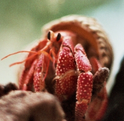 strawberry_hermit_crab01.jpg
