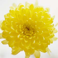 yellow_chrysanthemum01.jpg